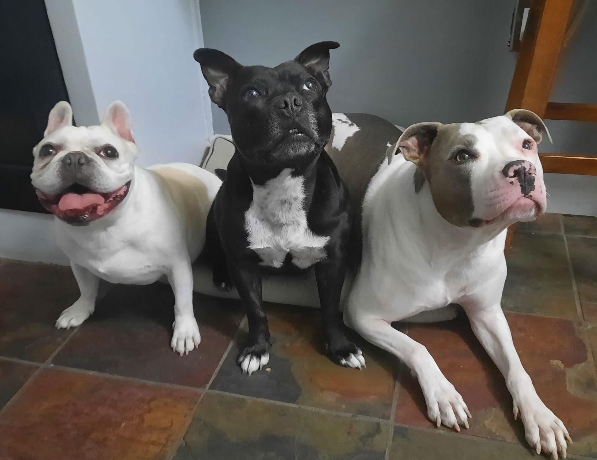 Three dogs looking longingly at the camera as they are about to have dinner. On the left is Nacho, Jess's cream colored French Bulldog, in the middle is Petunia, a black American Staffordshire Terrier, and on the right is Inu, a white and grey Pitbull.